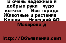 В очень надежные и добрые руки - чудо - котята!!! - Все города Животные и растения » Кошки   . Ненецкий АО,Макарово д.